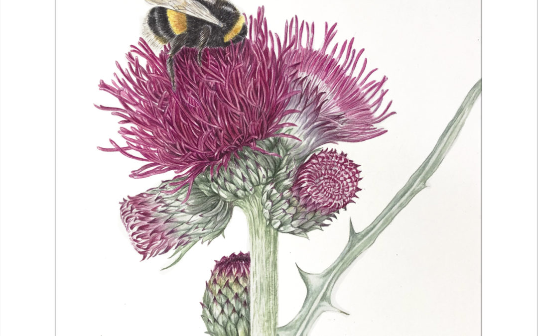 Alison Finch