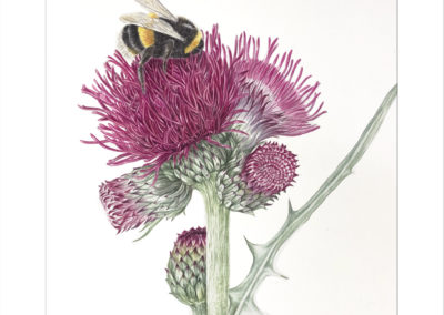 Cirsium rivulare and Bumble-bee