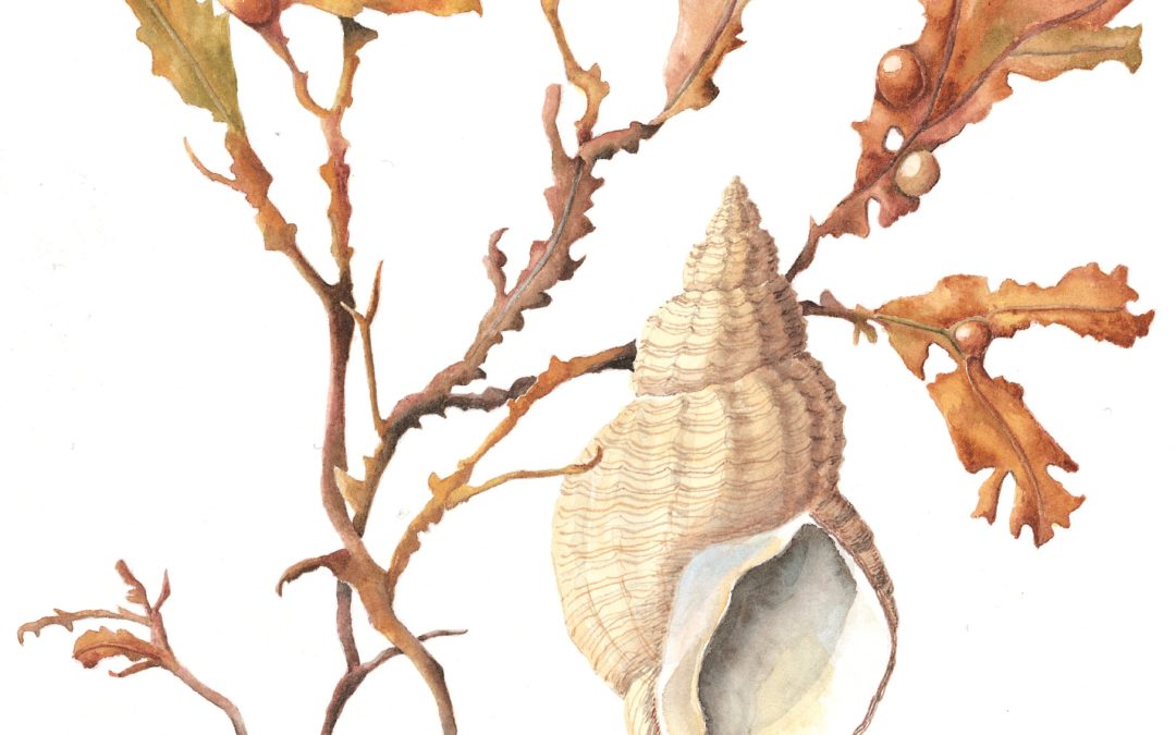 Meriel Thurstan