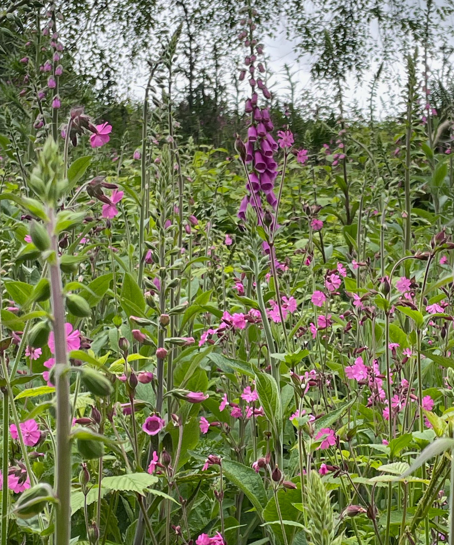 Quantock Hills National Reserve Botanical Project