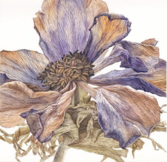 Celebrating Fading Flowers with Julia TRICKEY