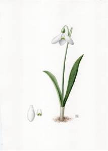 Snowdrops with Laura Silburn